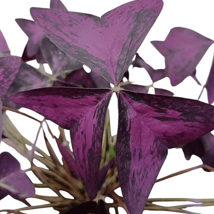 Trébol oxalis morado (trébol mariposa) 5