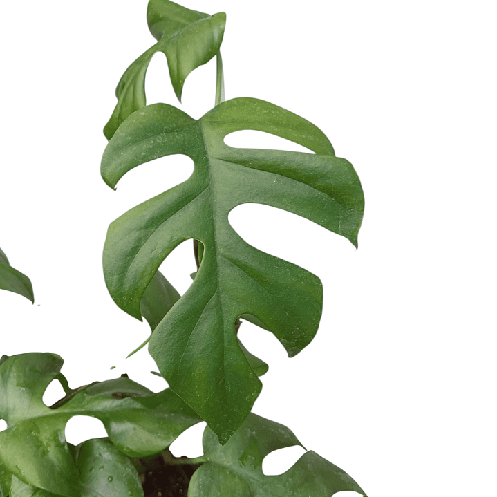 Monstera mini Ginny (Rhaphidophora tetrasperma) 3