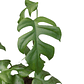 Monstera mini Ginny (Rhaphidophora tetrasperma) - Miniatura 3