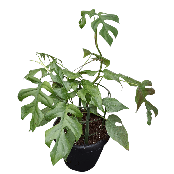 Monstera mini Ginny (Rhaphidophora tetrasperma) 1