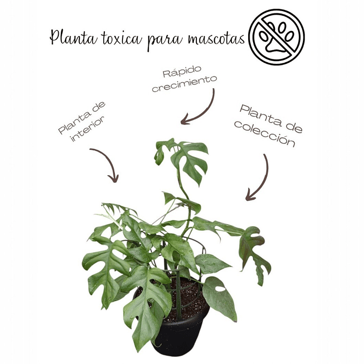 Monstera mini Ginny (Rhaphidophora tetrasperma) 2