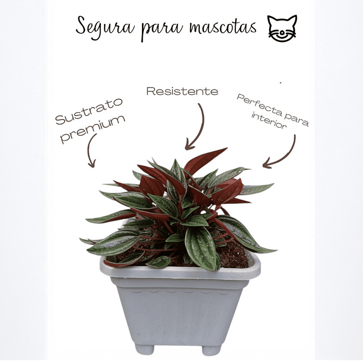 Peperomia  Rosso  3