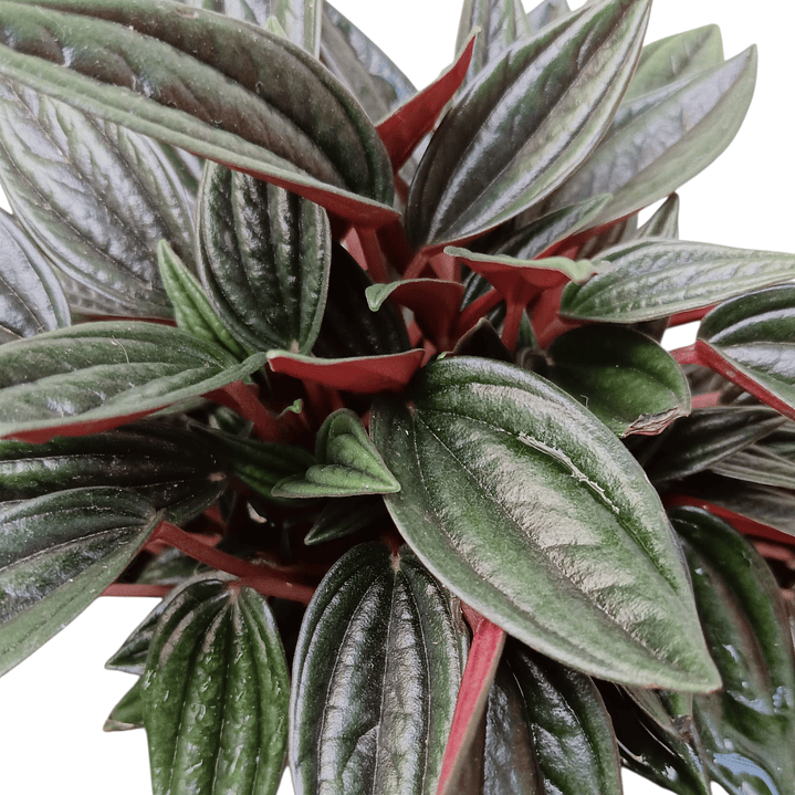 Peperomia  Rosso  4