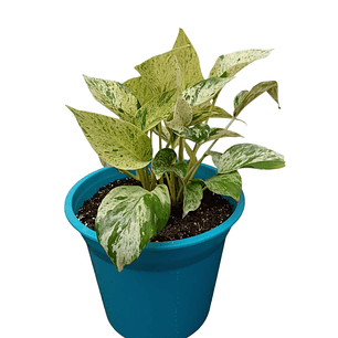 Photos Marble Queen (Epipremnum Aureum)