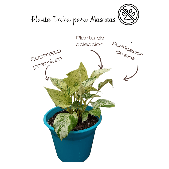 Photos Marble Queen (Epipremnum Aureum) 2