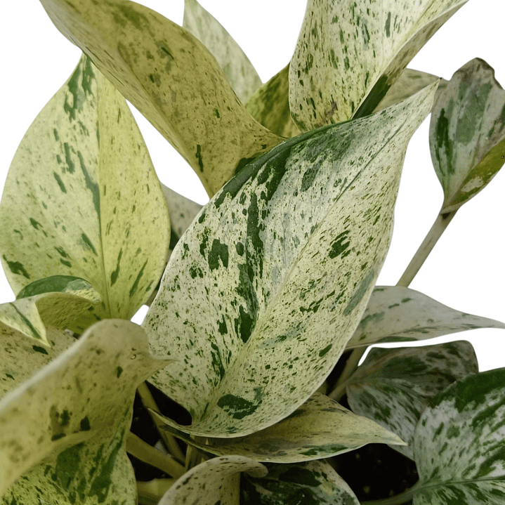 Photos Marble Queen (Epipremnum Aureum) 3