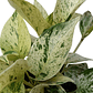Photos Marble Queen (Epipremnum Aureum) - Miniatura 3