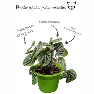Peperomia caperata 