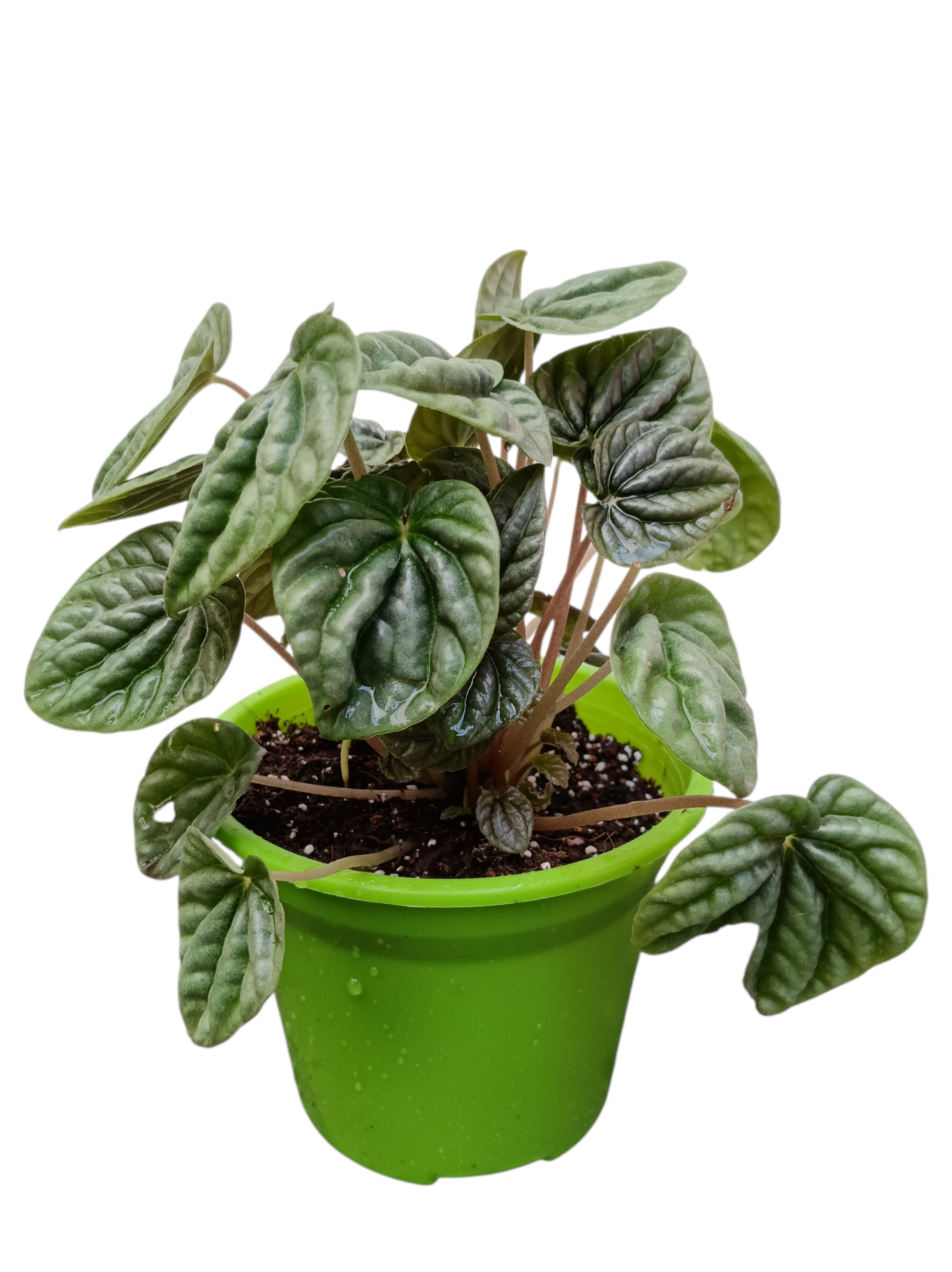 Peperomia caperata