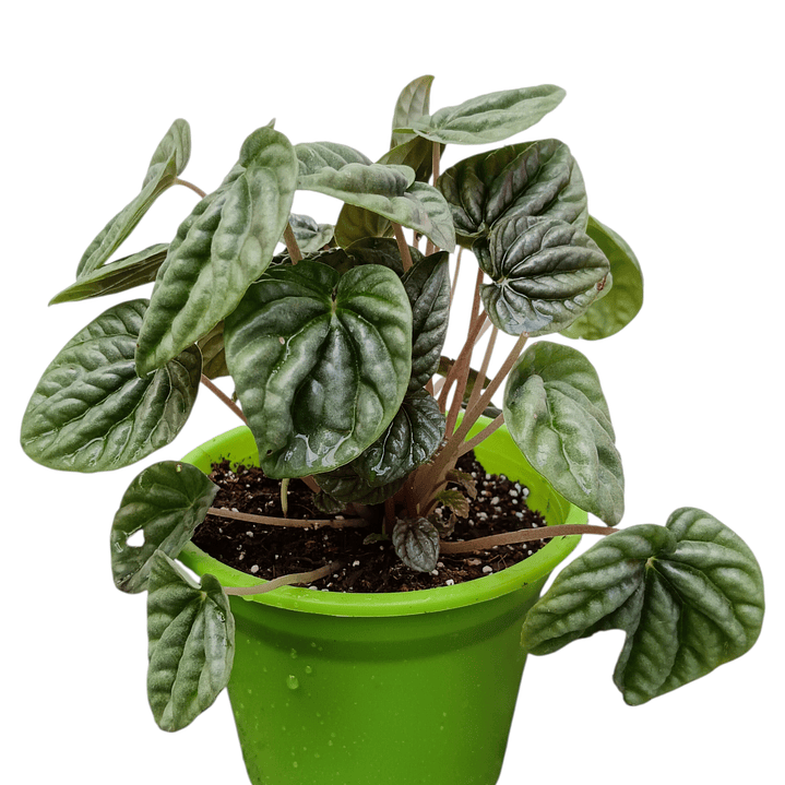 Peperomia caperata  1