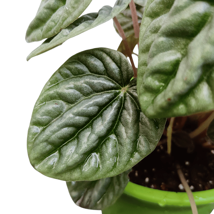 Peperomia caperata  3