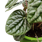 Peperomia caperata  - Miniatura 3
