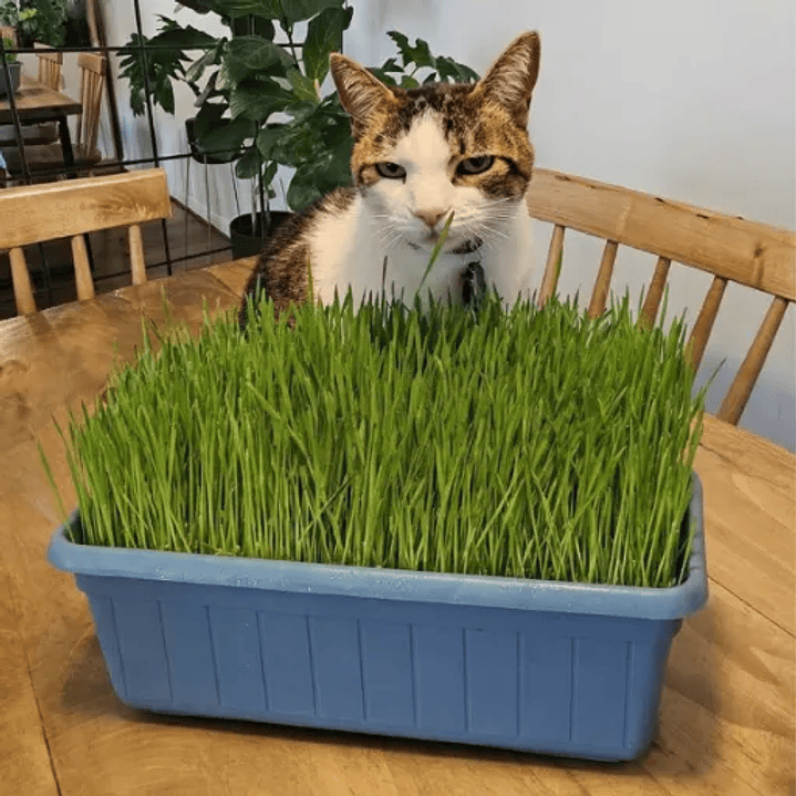 Jardinera 35x15 cm hierba Gatera (pasto de trigo) control bolas de pelo gato 3
