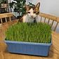 Jardinera 35x15 cm hierba Gatera (pasto de trigo) control bolas de pelo gato - Miniatura 3