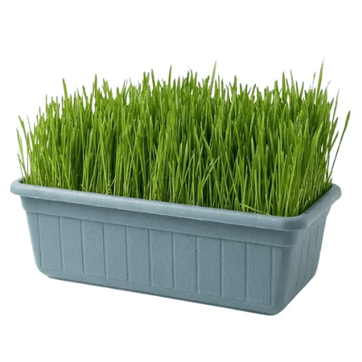 Jardinera 35x15 cm hierba Gatera (pasto de trigo) control bolas de pelo gato 1