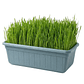 Jardinera 35x15 cm hierba Gatera (pasto de trigo) control bolas de pelo gato - Miniatura 1