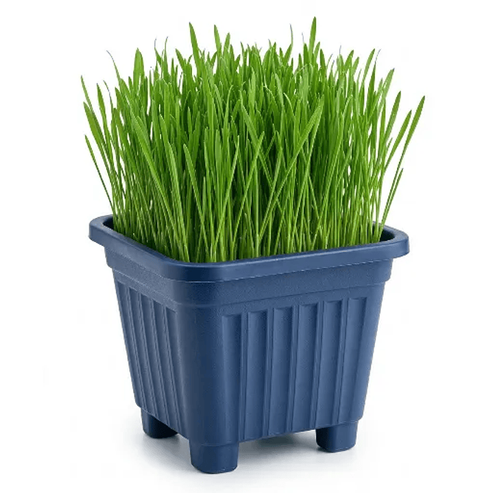 Pasto para Gatos (De Hierba Gatera Natural) - Anti Bolas de Pelo maceta 15x15 cm  1