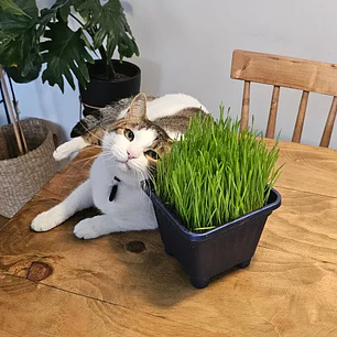 Pasto para Gatos (De Hierba Gatera Natural) - Anti Bolas de Pelo maceta 15x15 cm 
