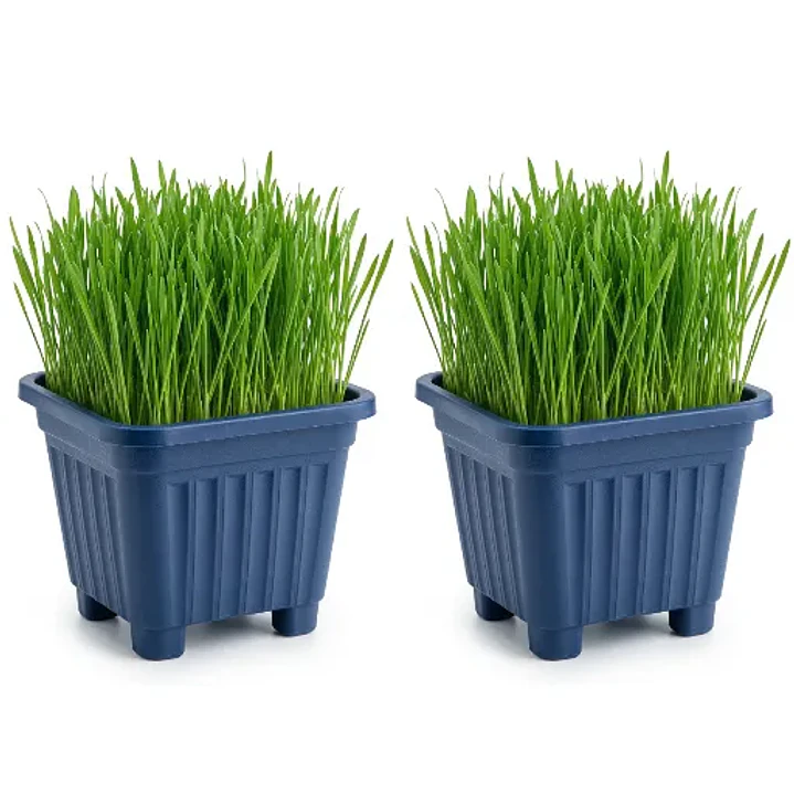 Pack 2 Pastos hierba gatera (Pasto de Trigo maceta 15x15 cm ) - control bolas de pelo gato 1