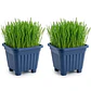 Pack 2 Pastos hierba gatera (Pasto de Trigo maceta 15x15 cm ) - control bolas de pelo gato - Miniatura 1