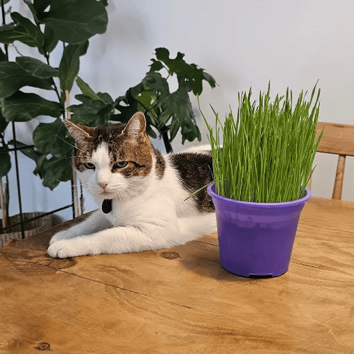 Pasto para Gatos en Maceta 13 cm  (De Hierba Gatera Natural) - Anti Bolas de Pelo 3