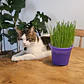 2 macetas con hierba gatera (pasto de trigo) 13 cm diámetro control bolas de pelo gato - Miniatura 3