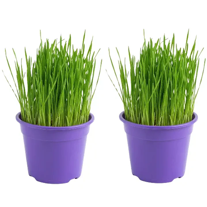 2 macetas con hierba gatera (pasto de trigo) 13 cm diámetro control bolas de pelo gato 1