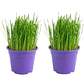2 macetas con hierba gatera (pasto de trigo) 13 cm diámetro control bolas de pelo gato - Miniatura 1