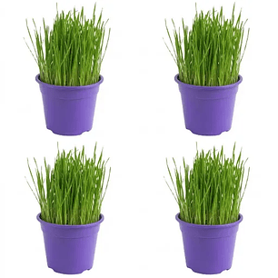 Pack 4 Pastos para Gatos - De Hierba Gatera Natural Anti Bolas de Pelo