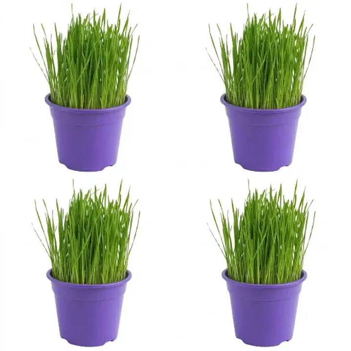 Pack 4 Pastos para Gatos - De Hierba Gatera Natural Anti Bolas de Pelo 1