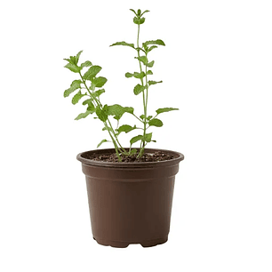 Catnip Vivo para Gatos (Hierba Gatera Natural)