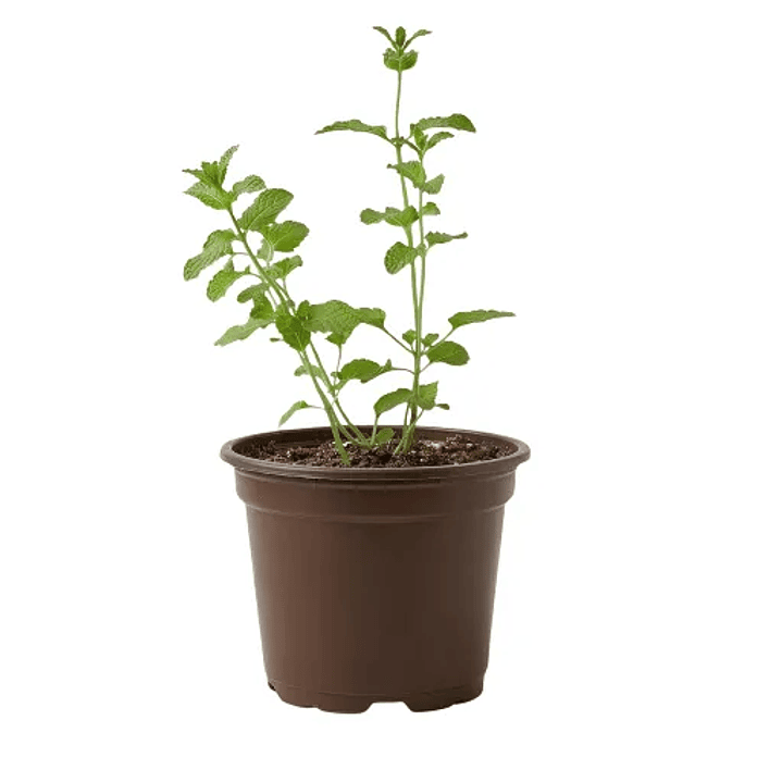 Catnip Vivo para Gatos (Hierba Gatera Natural) 1