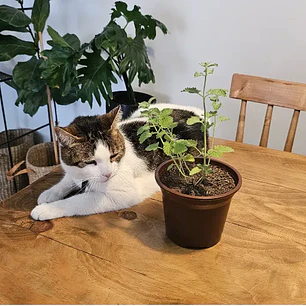 Catnip Vivo para Gatos (Hierba Gatera Natural)