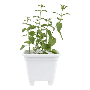 Catnip Vivo en Maceta Grande (Hierba Gatera Natural)