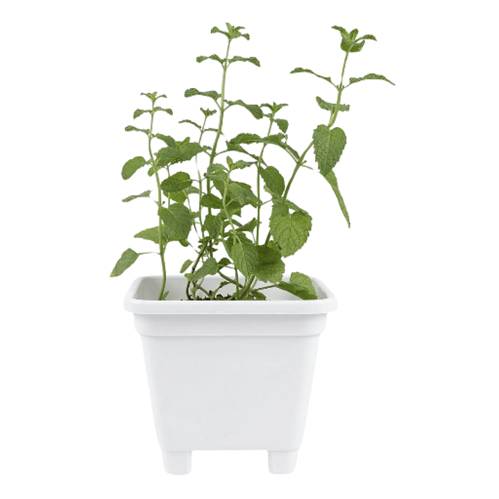 Catnip Vivo en Maceta Grande (Hierba Gatera Natural) 1