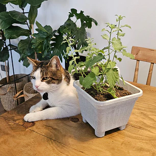 Catnip Vivo en Maceta Grande (Hierba Gatera Natural)
