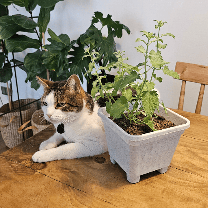 Catnip Vivo en Maceta Grande (Hierba Gatera Natural) 3