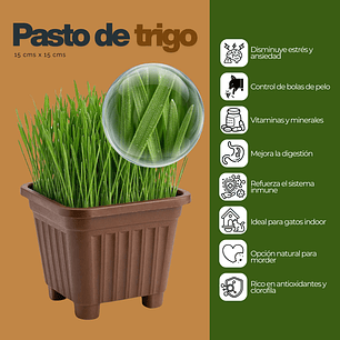 Pack 2 Pastos hierba gatera (Pasto de Trigo maceta 15x15 cm ) - control bolas de pelo gato