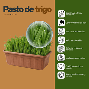Jardinera 35x15 cm hierba Gatera (pasto de trigo) control bolas de pelo gato
