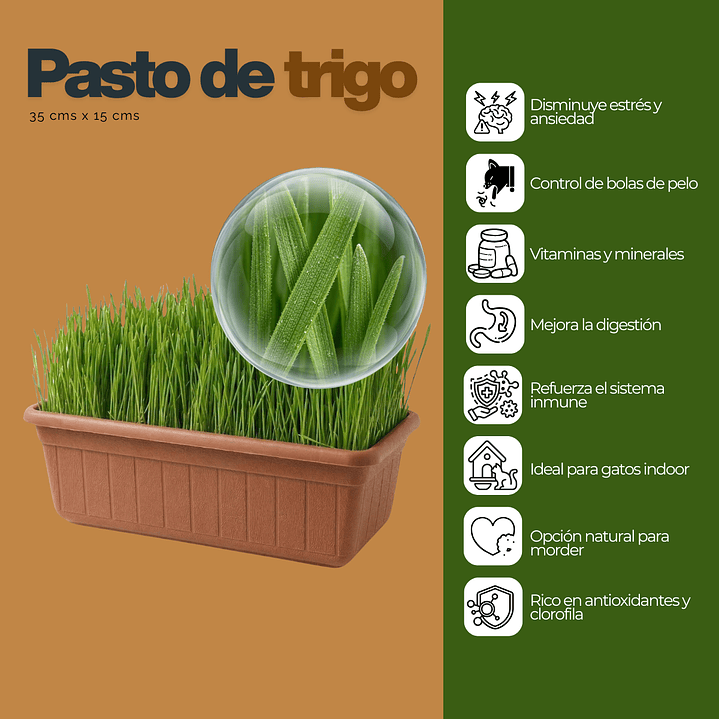 Jardinera 35x15 cm hierba Gatera (pasto de trigo) control bolas de pelo gato 2