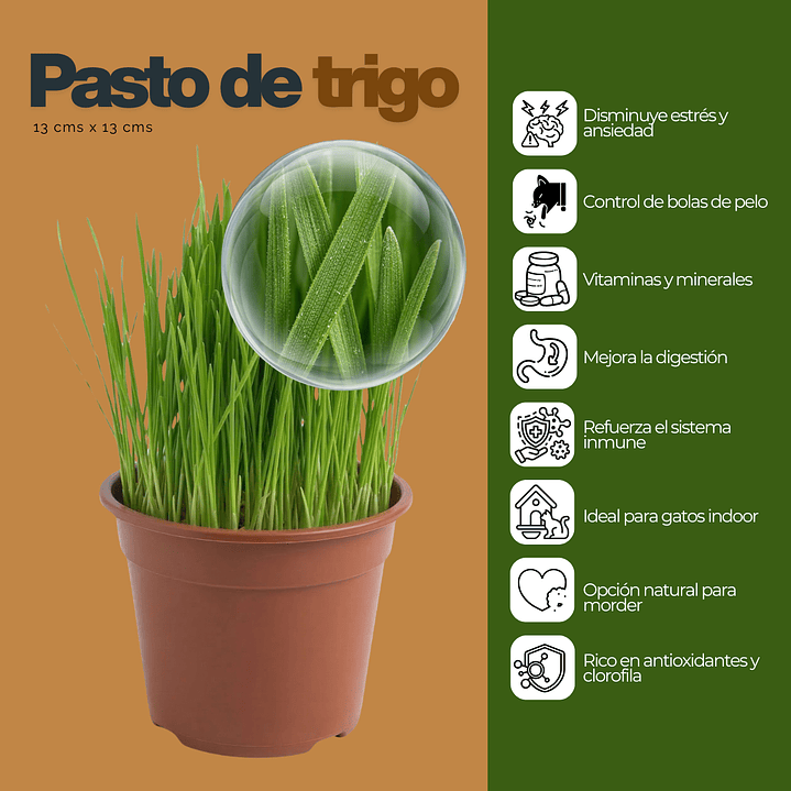 Pasto para Gatos en Maceta 13 cm  (De Hierba Gatera Natural) - Anti Bolas de Pelo 2