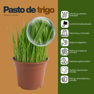 Pack 4 Pastos para Gatos - De Hierba Gatera Natural Anti Bolas de Pelo