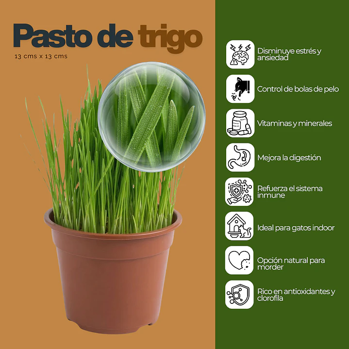 Pack 4 Pastos para Gatos - De Hierba Gatera Natural Anti Bolas de Pelo 2