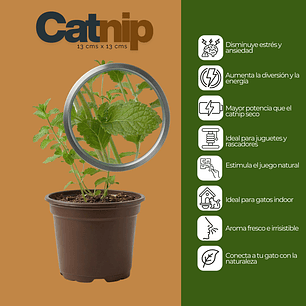 Catnip Vivo para Gatos (Hierba Gatera Natural)