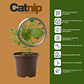 Catnip Vivo para Gatos (Hierba Gatera Natural) - Miniatura 2