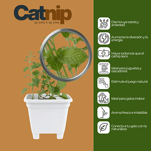 Catnip Vivo en Maceta Grande (Hierba Gatera Natural)