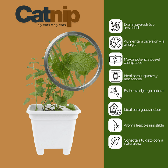 Catnip Vivo en Maceta Grande (Hierba Gatera Natural) 2