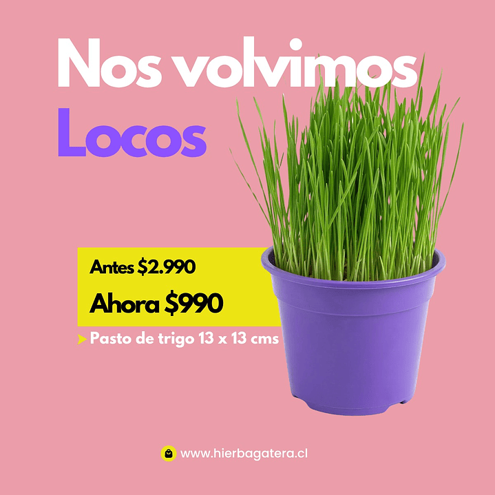 Pasto de trigo ( hierba gatera maceta redonda) 1