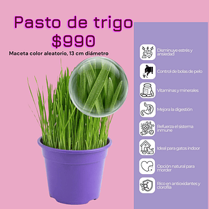 Pasto de trigo ( hierba gatera maceta redonda)