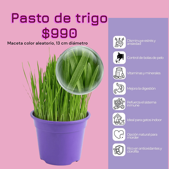 Pasto de trigo ( hierba gatera maceta redonda) 2